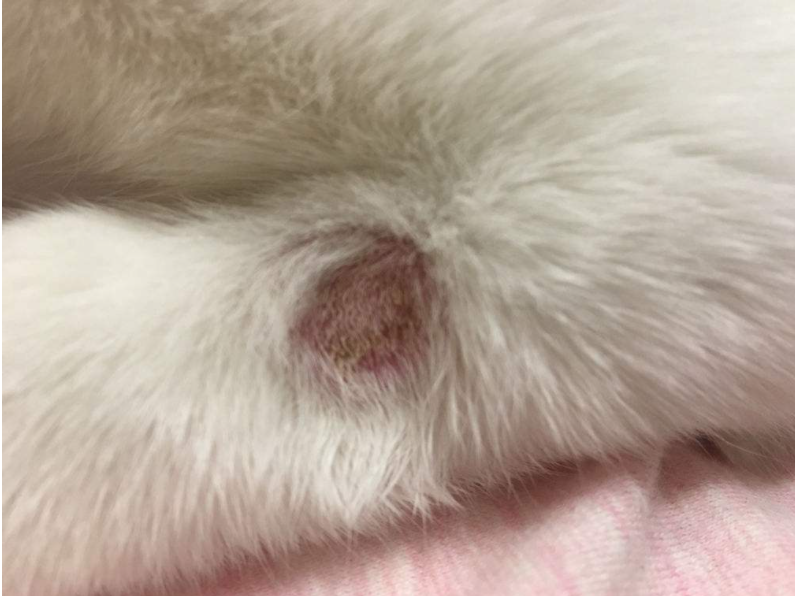 貓為什么得貓癬?貓咪得了貓癬怎么治?