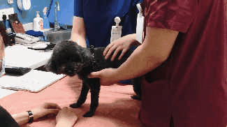 醫生和醫助小伙伴正在給狗狗做檢查.gif