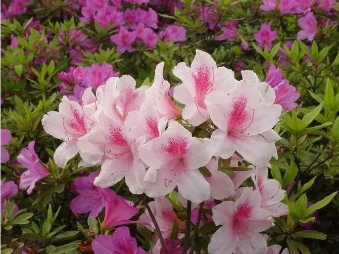 杜鵑花