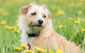 狗狗蛋蛋紅腫潰爛化膿