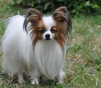 狗狗出現細小的癥狀，犬細小該如何治療？