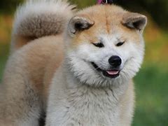 狗狗犬瘟能治好嗎?得了犬瘟怎么辦?