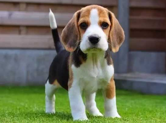 狗狗得了犬瘟該怎么辦？實用的治療方法