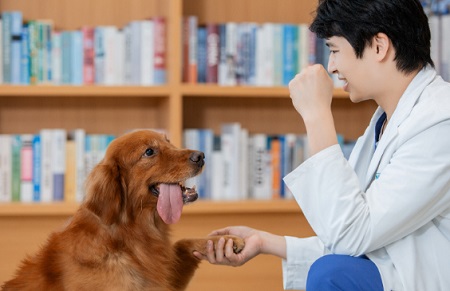 狗狗剖腹產(chǎn)需要多少錢？