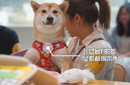 狗狗吃完樹(shù)葉后嘔吐