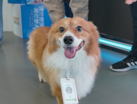 狗狗脖子上長了個瘤怎么辦？