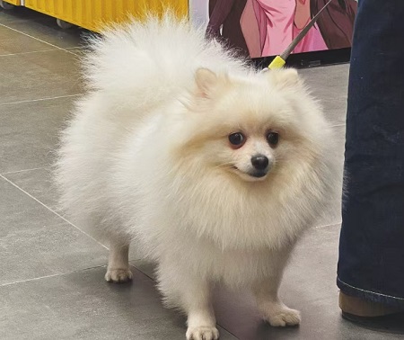 狗狗流眼淚怎么回事？