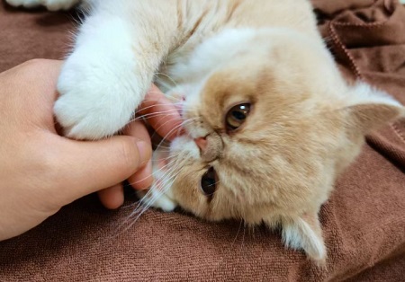 貓上吐下瀉是怎么回事？