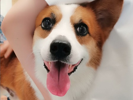 狗狗尿道口紅腫，怎么回事？
